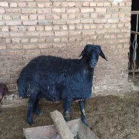 قوچ قره قزل اصیل