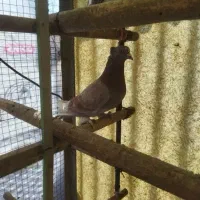 سه عدد کبوتر پرشی