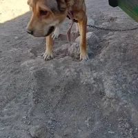 سگ سرابی فی ۱۰|سگ|سراجو, |دیوار