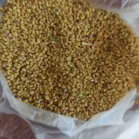 فروش بذر یونجه خیار هندوانه خربزه ذرت بهاره