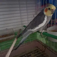 عروس هلندی