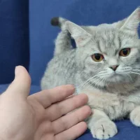 گربه اسکاتیش سیلور