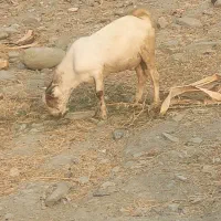 کهر نر ۴تا دارم چاق چرب