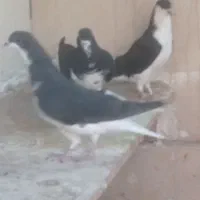 سه تا بدون غلط|حراج|اقبالیه, |دیوار