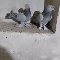 کبوتر ترکیه خاص