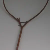 تور کفتر یا کبوتر خوش دست سبک چوب قرقاج