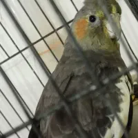 عروس هلندی بالغ نر و ماده|پرنده|اصفهان, ملک|دیوار