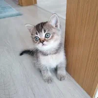 گربه‌ سالم، آرام و مناسب آپارتمان|گربه|کرمان, |دیوار