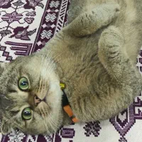 گربه|گربه|کاشان, امیرکبیر|دیوار