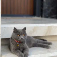 گربه میکس اسکاتیش