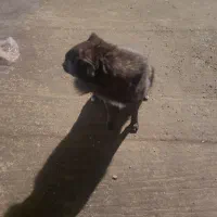 سگ پاکوتاه ماده