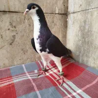 کفتر ساده ابلق یهودی