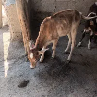 یک‌عدد‌گاو‌به‌همراه‌گوساله‌بفروش‌میرسد‌|حیوانات مزرعه|میناب, |دیوار