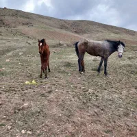 اسب مادیان جوان و هیکلی