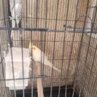 دوجفت عروس هلندی معاوضه با سهره نر فقط