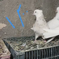 فروش کبوتر طوق