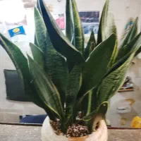 گل سانسوریا|گل و گیاه طبیعی|تهران, امین حضور|دیوار