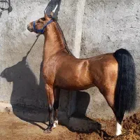 کره سالار فرخشهر تایید ۱ فدراسیون