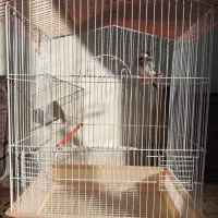 فنچ نرگسی|پرنده|پردیس, فاز ۱|دیوار