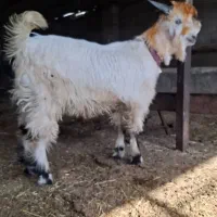 فروش بیگ تخمی|حیوانات مزرعه|ایذه, |دیوار