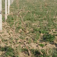 نهال انگور کشمش