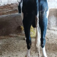 گاویاگوساله نر|حیوانات مزرعه|هریس, |دیوار