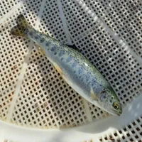 ..پرورش کشاورزی بچه ماهی.کپورر.آمور شمشیری|ماهی|مشهد, هفده شهریور|دیوار