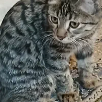 گربه