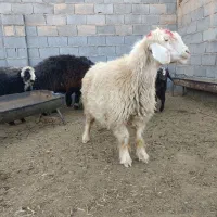 میش زیر قیمت بازار فروشی|حیوانات مزرعه|شهرضا, |دیوار