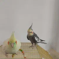 جوجه عروس و جفت مولد|پرنده|تهران, هلال احمر|دیوار