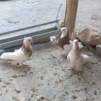 کبوتر|پرنده|دره شهر, |دیوار