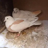 کفتر نر و ماده سالم به شرط