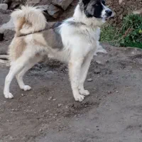 سگ نگهبان و باوفا