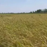 برنج طارم هاشمی