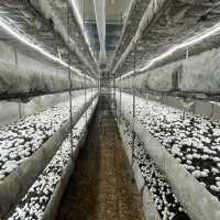 اجاره سالن پرورش قارچ