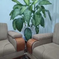 گل دیفین با ۴ عدد پاجوش به ارتفاع۱/۵متر