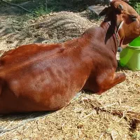 گوساله فروش فوری