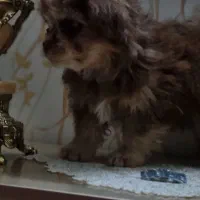 سگ شیتزو|سگ|اراک, |دیوار