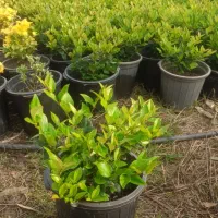 یاس هلندی ، سطل ۱۰ ، ریشه پرس