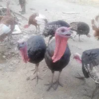 بوقلمون فروشی