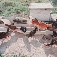 مرغ و خروس(جوجه)