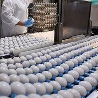 ارسال تخممرغ قیمت و تاریخ به روز