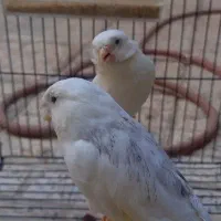 فروش دو عدد قناری گلستر سفید نرماده بالق