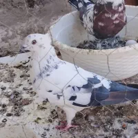 کفتر|پرنده|پاکدشت, پاکدشت (مامازند)|دیوار