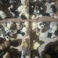 جوجه سلطان ، برهما ، پولند