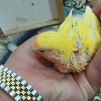 جوجه کتوله