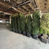 گل کاری و محوطه سازی کارخانه ، باغ و ویلا