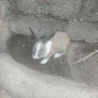 خرگوش نر زیبا معاوضه با خرگوش ماذه|موش و خرگوش|سقز, |دیوار