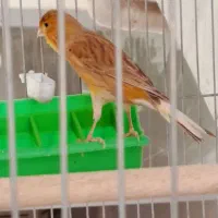 قناری ماده جفت خور سهره بشرط