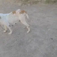 سگ الابای|سگ|گلی داغ, |دیوار